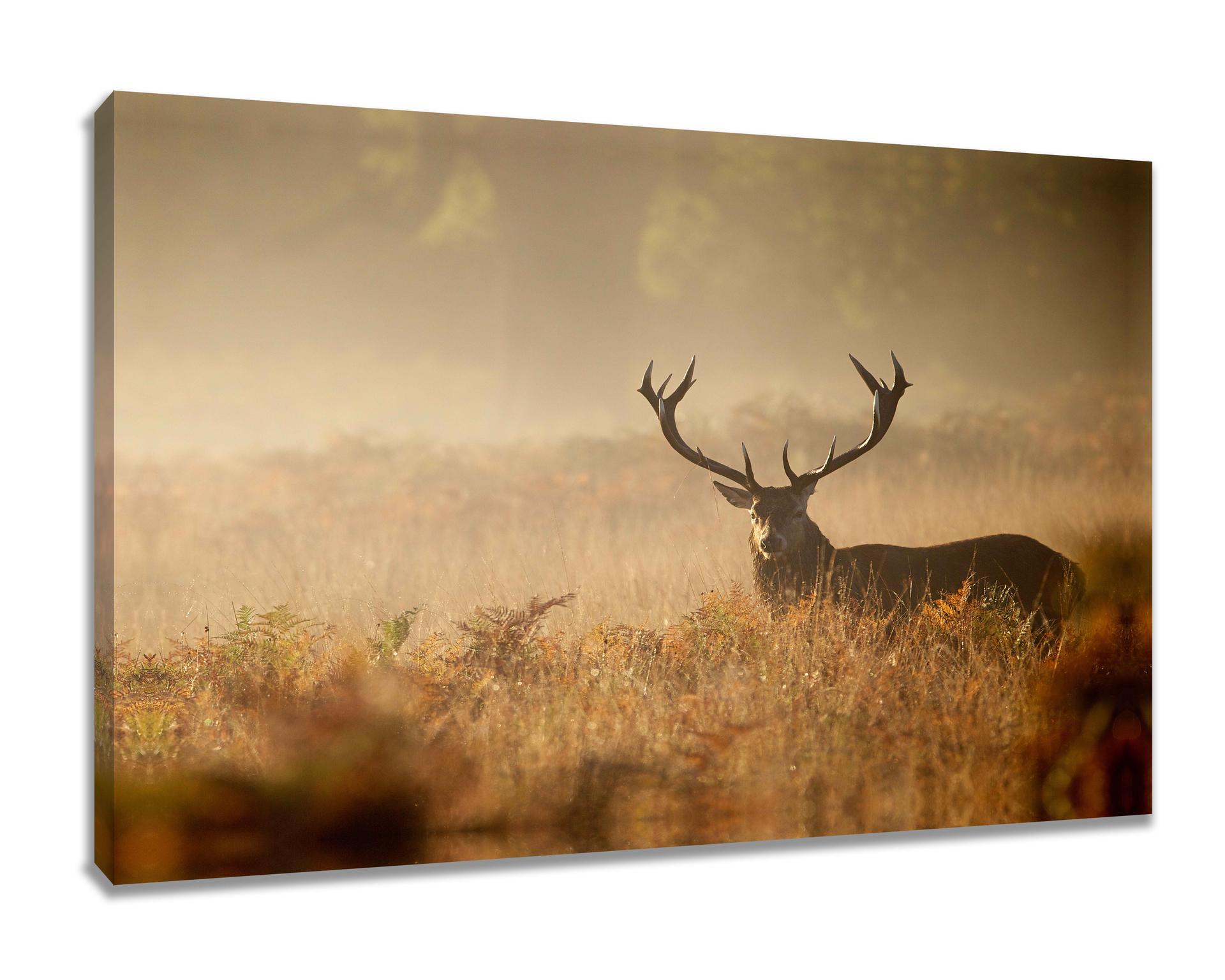 Leinwand Bild Hirsch  80 x 60 cm Nr.4030