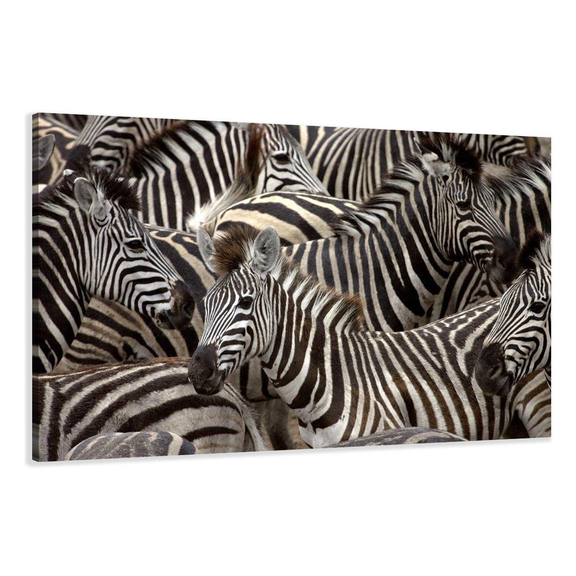 Afrika Leinwandbild mit Zebras 120x80 cm fertig gerahmt