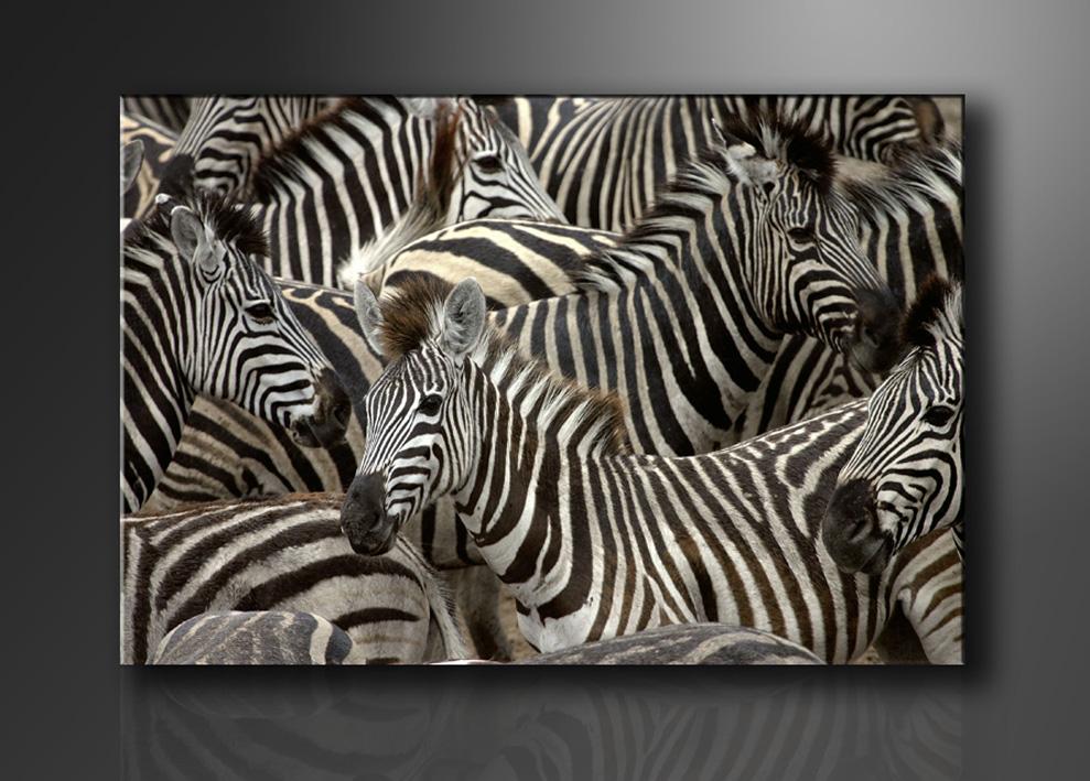 Afrika Leinwandbild mit Zebras 120x80 cm fertig gerahmt – Ansicht 4