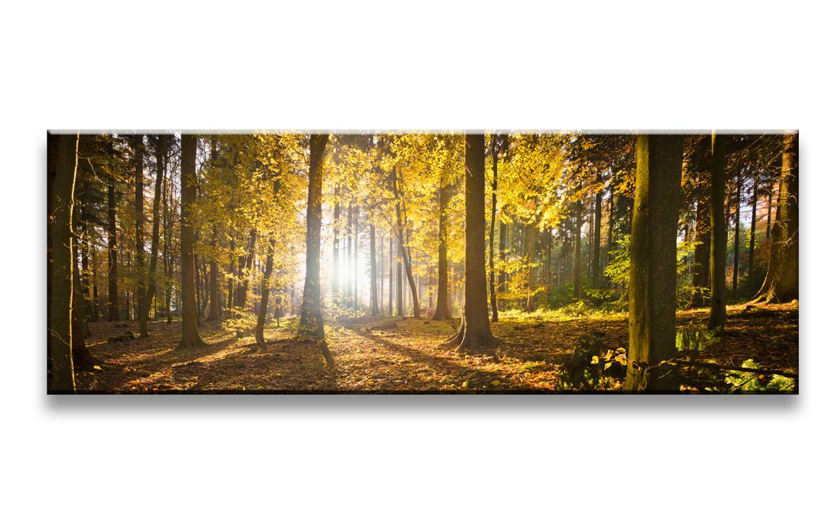 Leinwand Bild fert gerahmt Wald  120cm XXL 1 5722 – Leinwandbild 120x40 cm kaufen