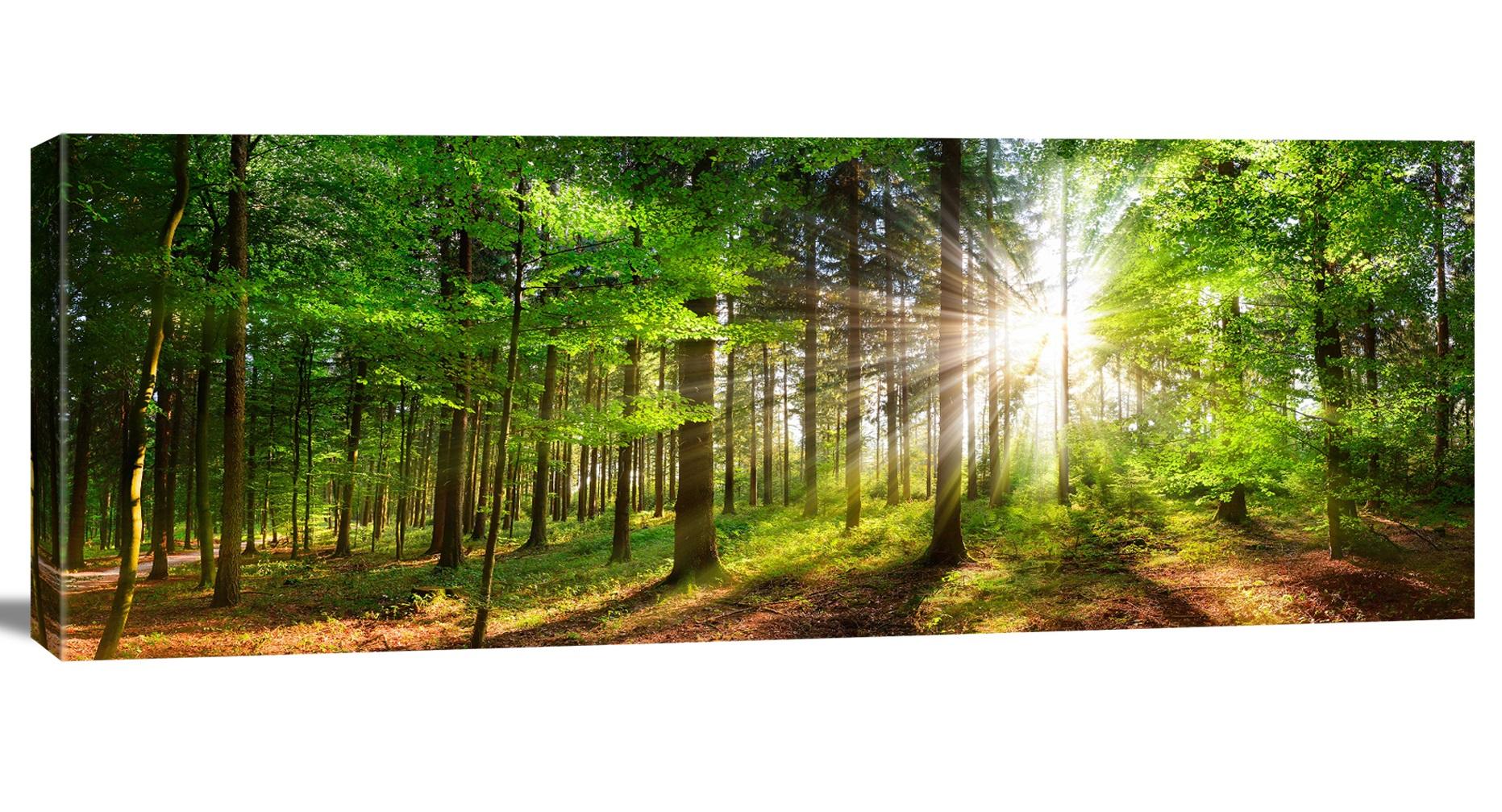 Leinwandbild Wald mit Sonne – 120x40 cm Wandbild