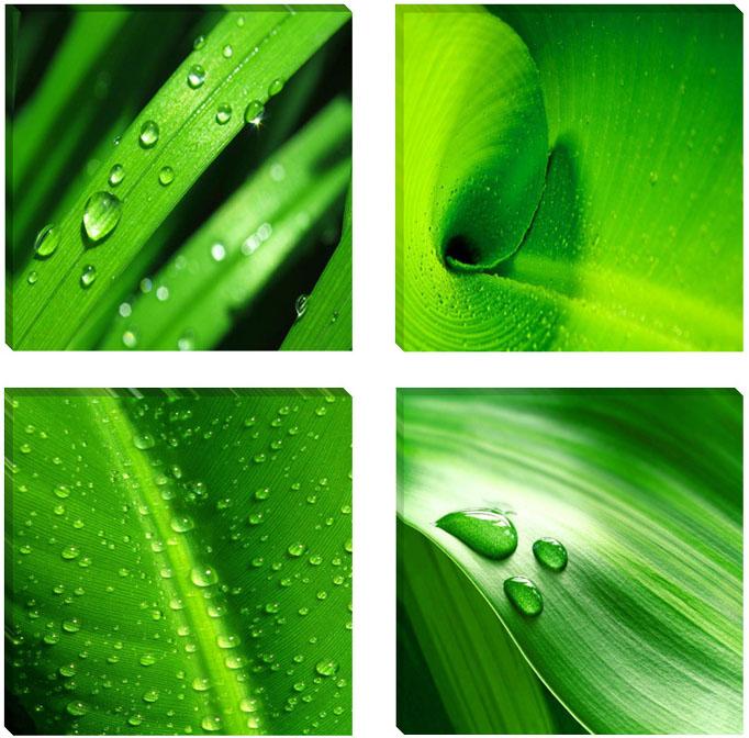 Leinwand Bild fert gerahmt grün Blätter 4x30cm XXL 4 6601 – Leinwandbild 4x 30x30 cm kaufen